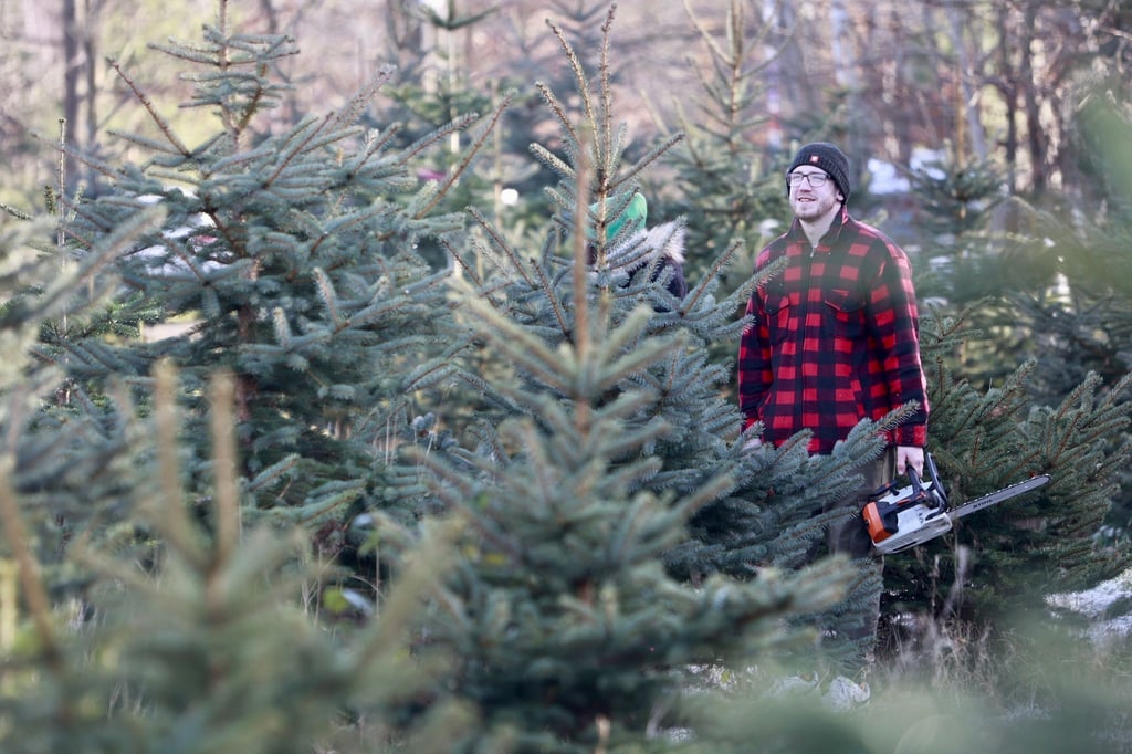 Vor allem bei Familien oder als Event mit Freunden liegt das Weihnachtsbaumschlagen im Trend. (Archivbild)