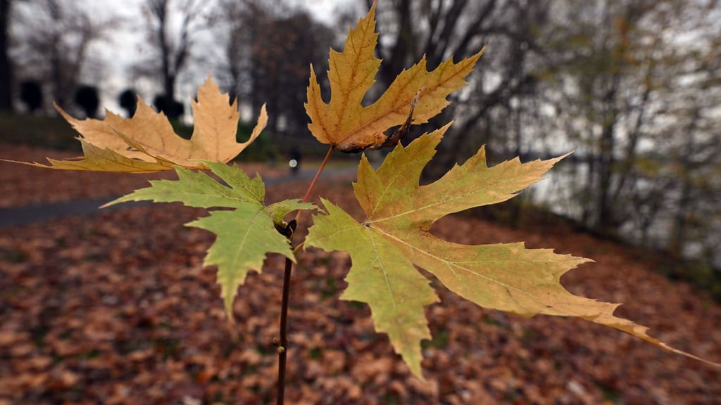 Der Deutsche Wetterdienst gibt an diesem Freitag seine Bilanz für den Herbst bekannt. (Symbolbild)