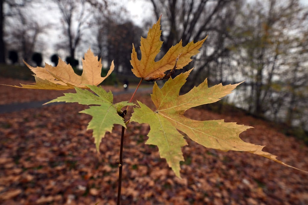 Der Deutsche Wetterdienst gibt an diesem Freitag seine Bilanz für den Herbst bekannt. (Symbolbild)