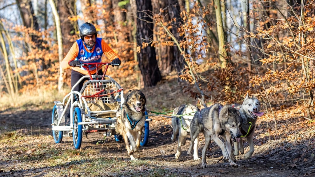 In der Lausitz begann die Schlittenhunde-Saison am vergangenen Wochenende. Bei Beelitz folgt jetzt ein Wettbewerb der schnellen Gespanne. (Archivbild)