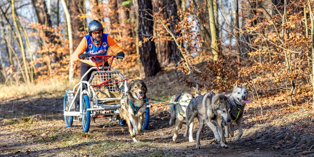 In der Lausitz begann die Schlittenhunde-Saison am vergangenen Wochenende. Bei Beelitz folgt jetzt ein Wettbewerb der schnellen Gespanne. (Archivbild)