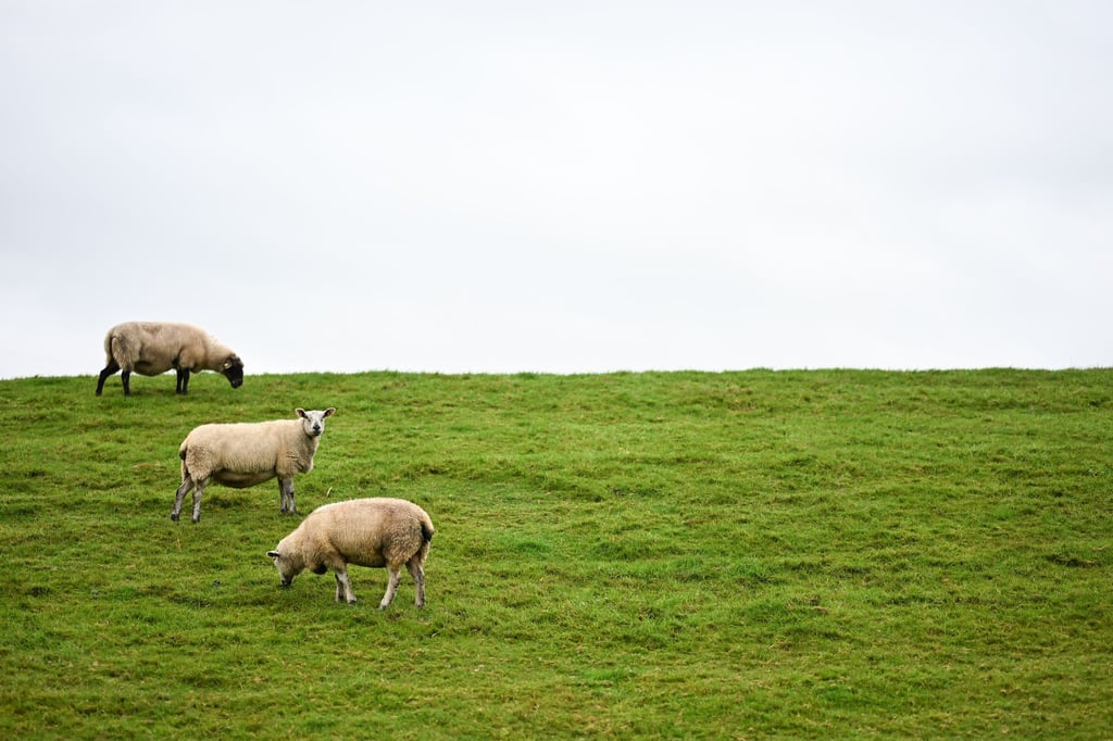 Bislang ist unklar, wem der Hund gehört. (Symbolbild)