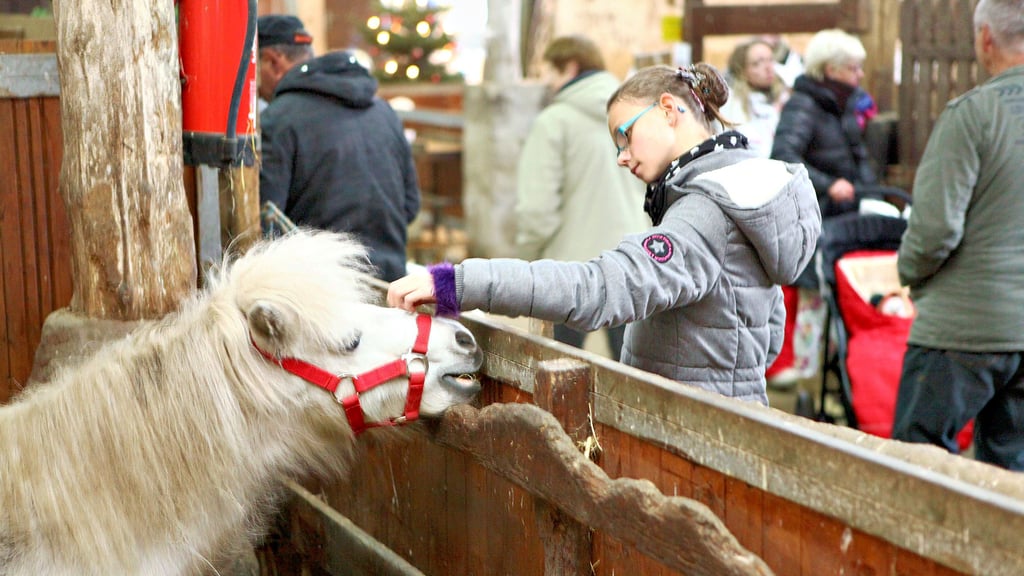 Der Blick in den Stall gehörte früher zu den Momenten, die das Fest „Weihnachten im Stall“ auf dem Klostergut in Mößlitz geprägt haben.