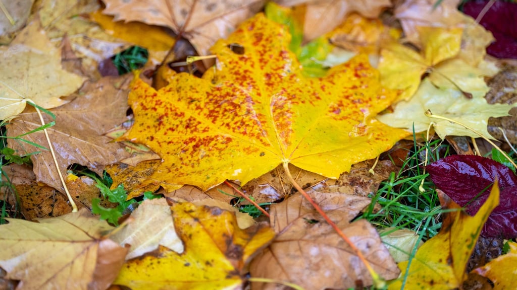 Wie war der Herbst? Nach der Berechnung des Deutschen Wetterdienstes fiel die Jahreszeit mild und sonnig aus. (Symbolbild)