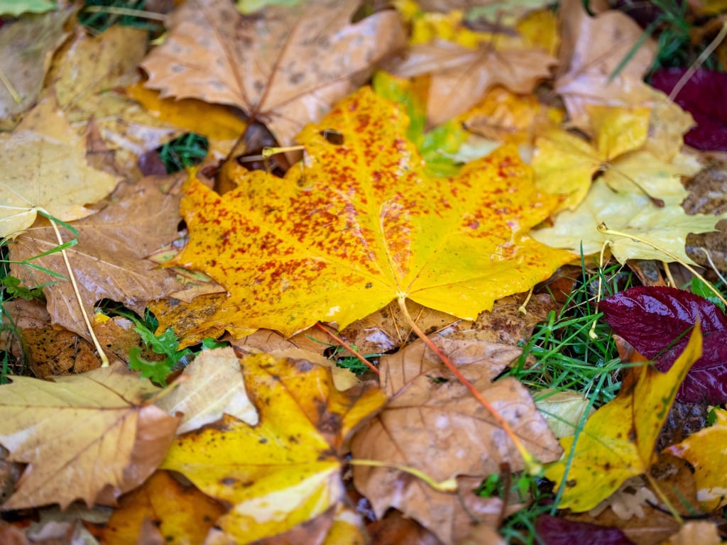 Wie war der Herbst? Nach der Berechnung des Deutschen Wetterdienstes fiel die Jahreszeit mild und sonnig aus. (Symbolbild)