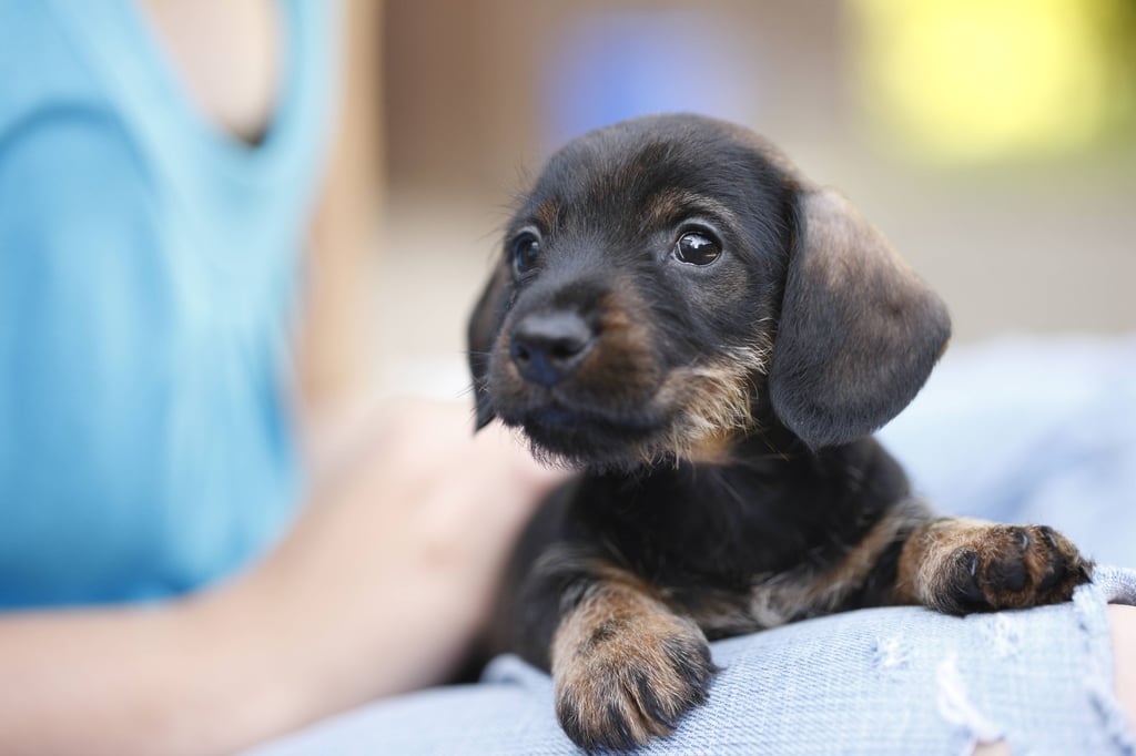 Mit niedlichen Bildern von Hunde-Welpen locken Betrüger Interessenten an. 