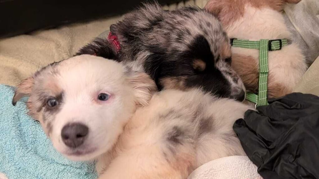 Einer der Hunde aus dem Horrorhaus an der B 242, die in den Tierheimen betreut werden. 