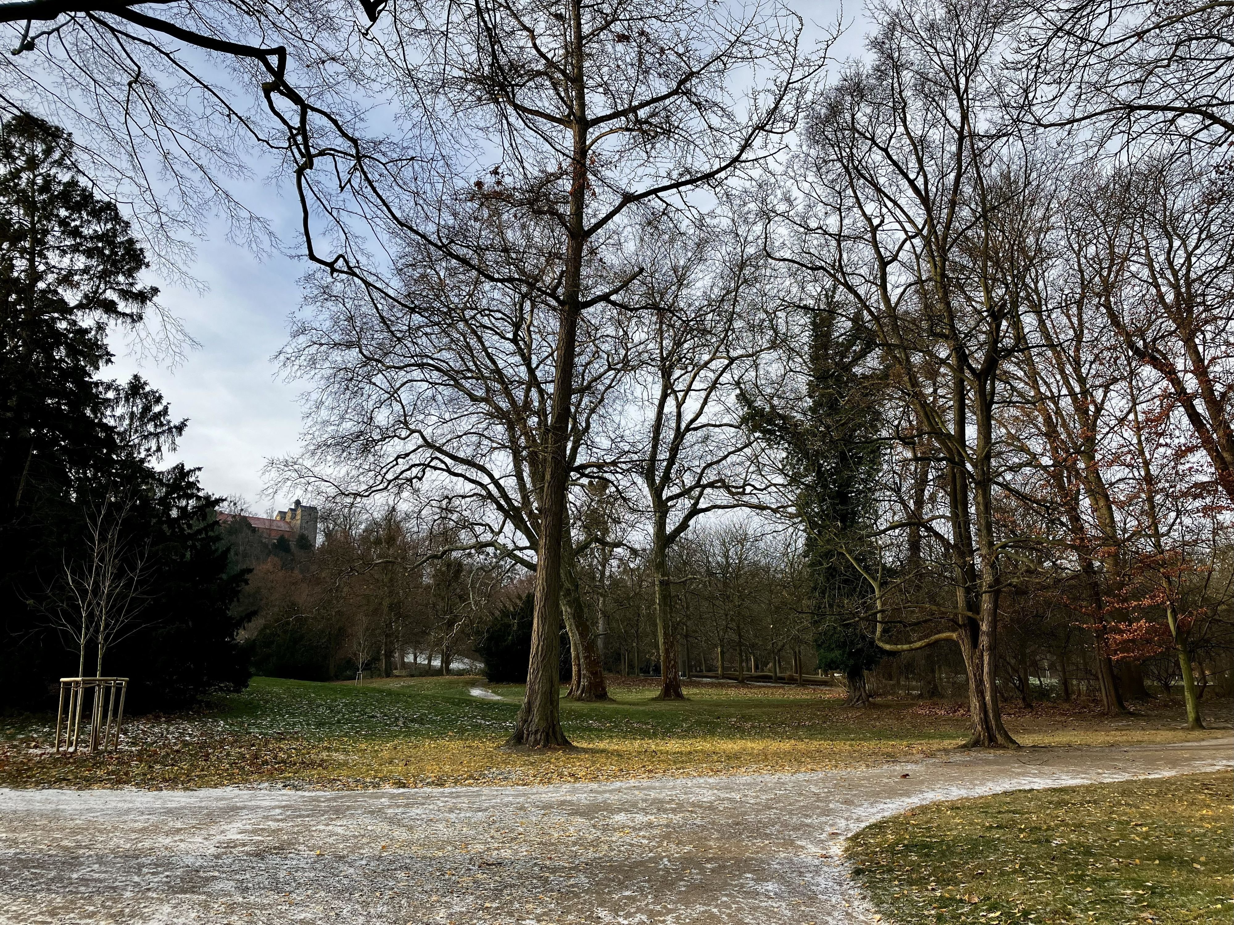Schlosspark Ballenstedt wird saniert: Stadt lässt weitere Bäume im Schlosspark Ballenstedt fällen