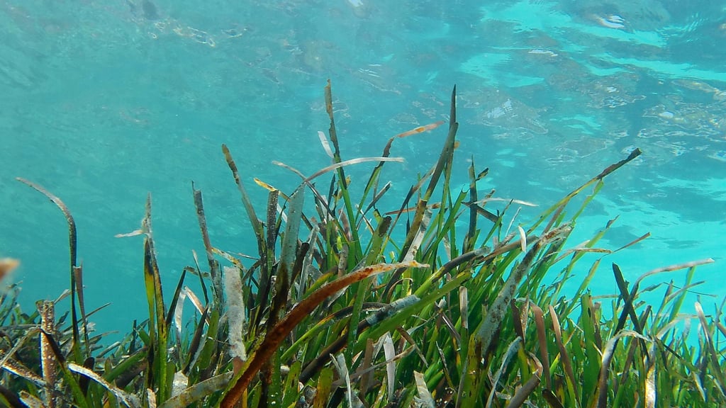 Ein Projekt für den Schutz von Seegras wird mit dem Jugend-Naturschutzpreis 2025 ausgezeichnet. (Symbolbild)