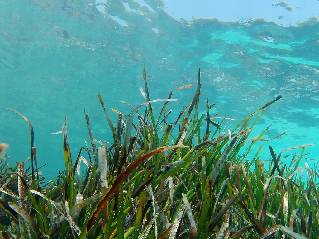 Ein Projekt für den Schutz von Seegras wird mit dem Jugend-Naturschutzpreis 2025 ausgezeichnet. (Symbolbild)