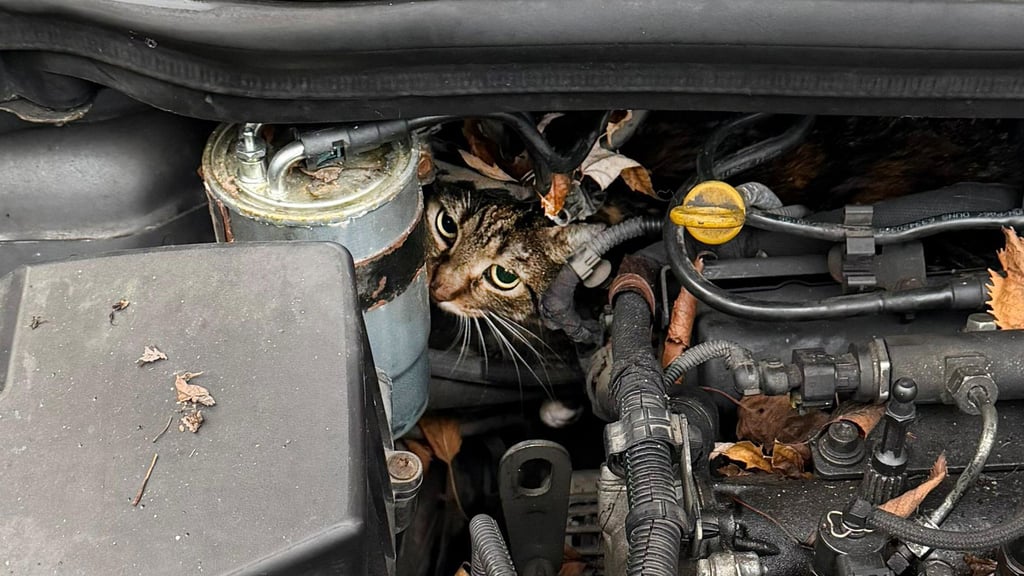 Fachleute haben den Motor so zerlegt, dass sie die Katze befreien konnten.