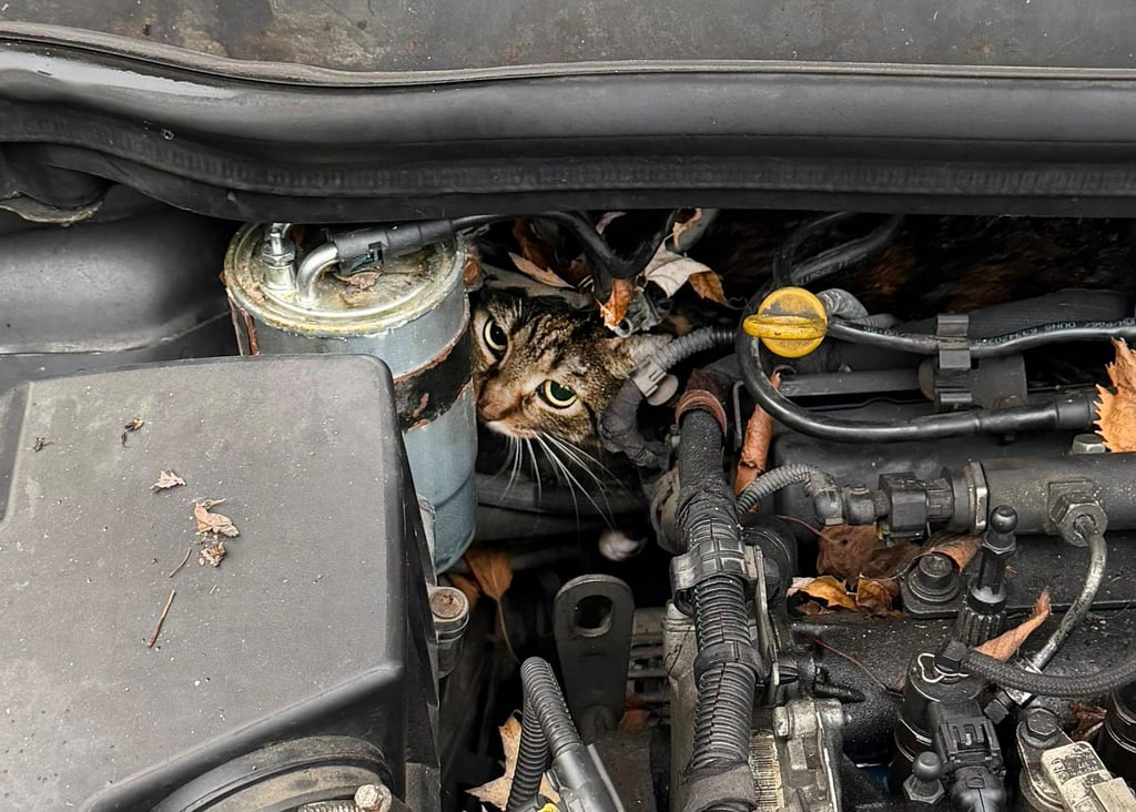 Fachleute haben den Motor so zerlegt, dass sie die Katze befreien konnten.