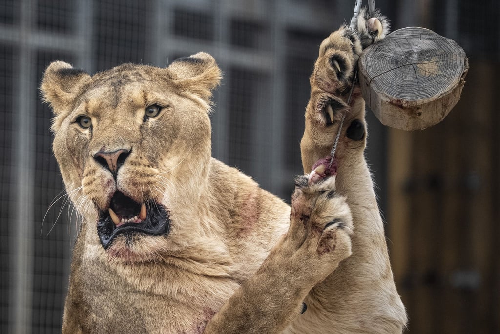 Der Eindringling kletterte rund sechs Meter über eine Mauer und an einen Baum in das Gehege hinunter. (Symbolbild)