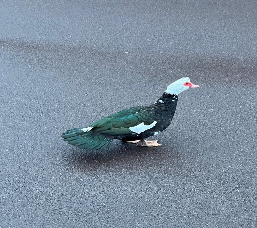 Diese Gans hat in Burg einen Einsatz der Polizei ausgelöst.