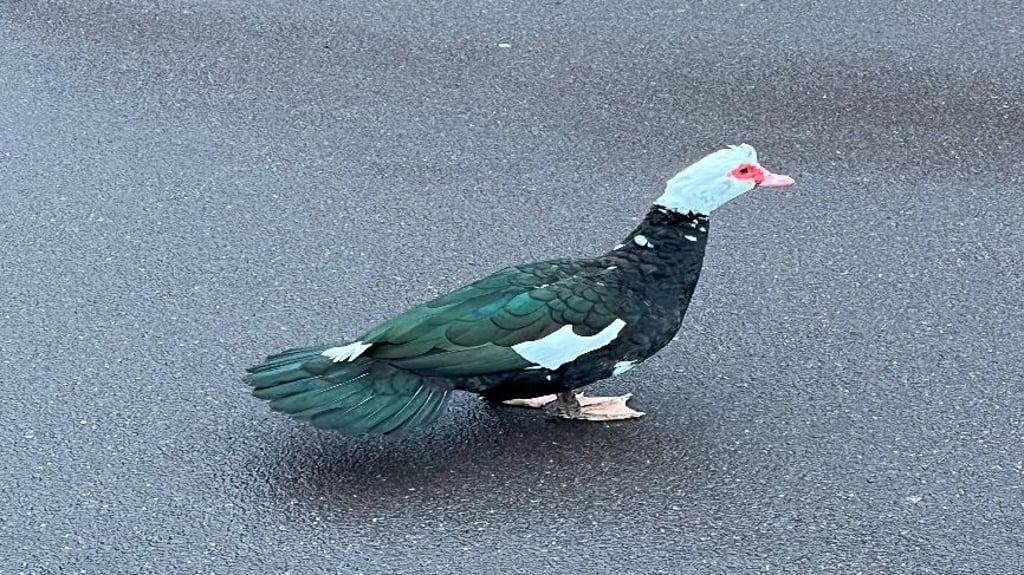 Diese Warzenente hat in Burg einen Einsatz der Polizei ausgelöst.