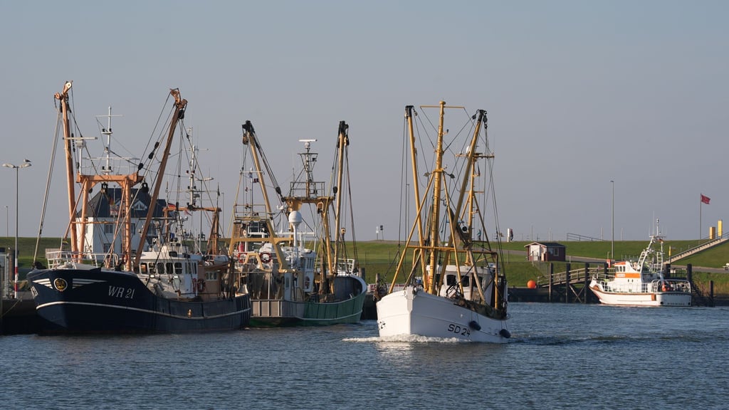 Der Bund zahlt Prämien an Fischer, die ihre Nordsee-Fischkutter aufgeben. (Archivbild)