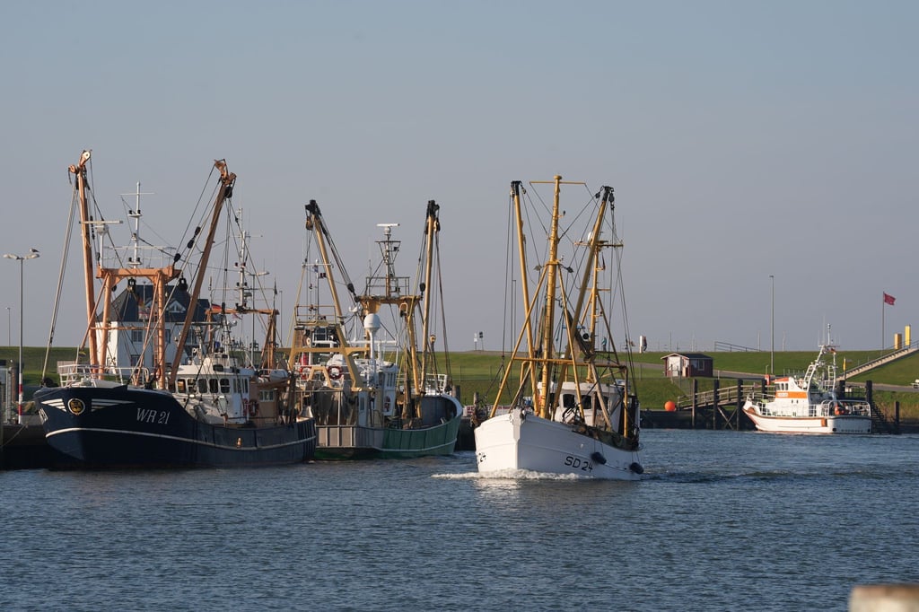 Der Bund zahlt Prämien an Fischer, die ihre Nordsee-Fischkutter aufgeben. (Archivbild)
