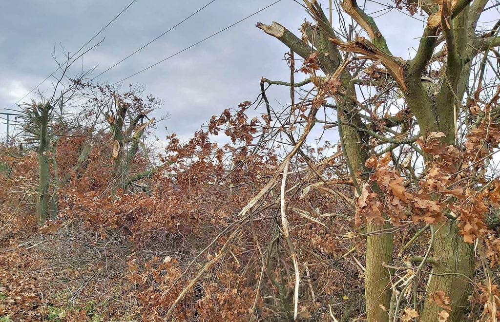 „Eine Katastrophe“, sagt Volkmar Tassler: Der Baumschnitt unter der Freileitung zwischen Immekath und Peertz.