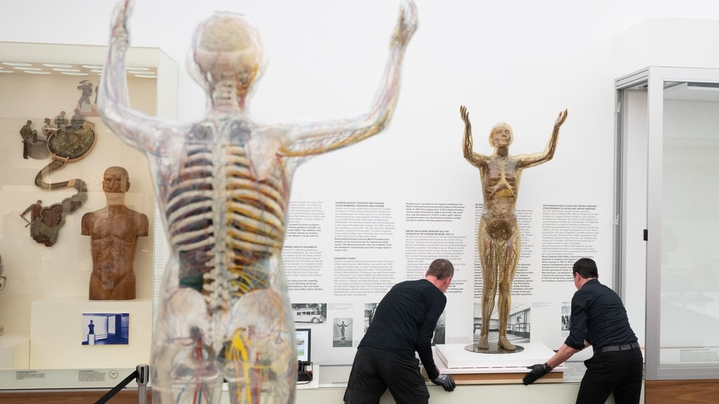 Das historische Modell der Gläsernen Frau wird im Deutschen Hygiene-Museum fortan in einer Klimavitrine präsentiert.