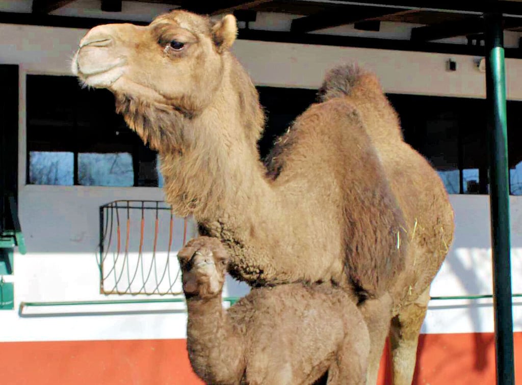 Für das Geld könnte ein neuer Dromedarstall gebaut werden. Stute „Mandy“ freut’s.