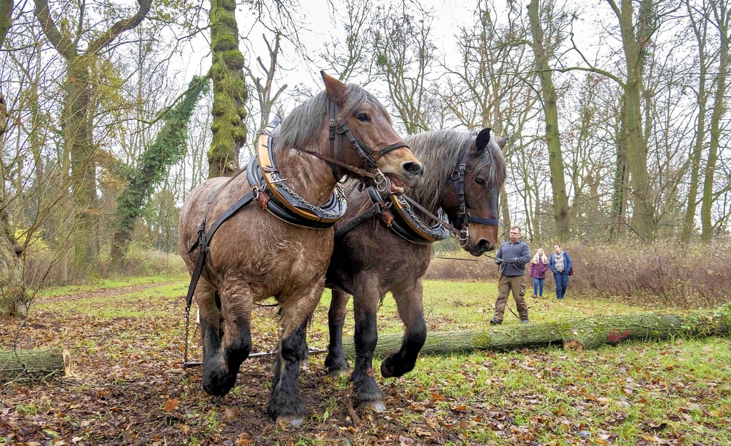 Rocco Rösch aus Zerbst führt seine beiden Kaltblutpferde Paula und Rieke im Georgengarten vor.