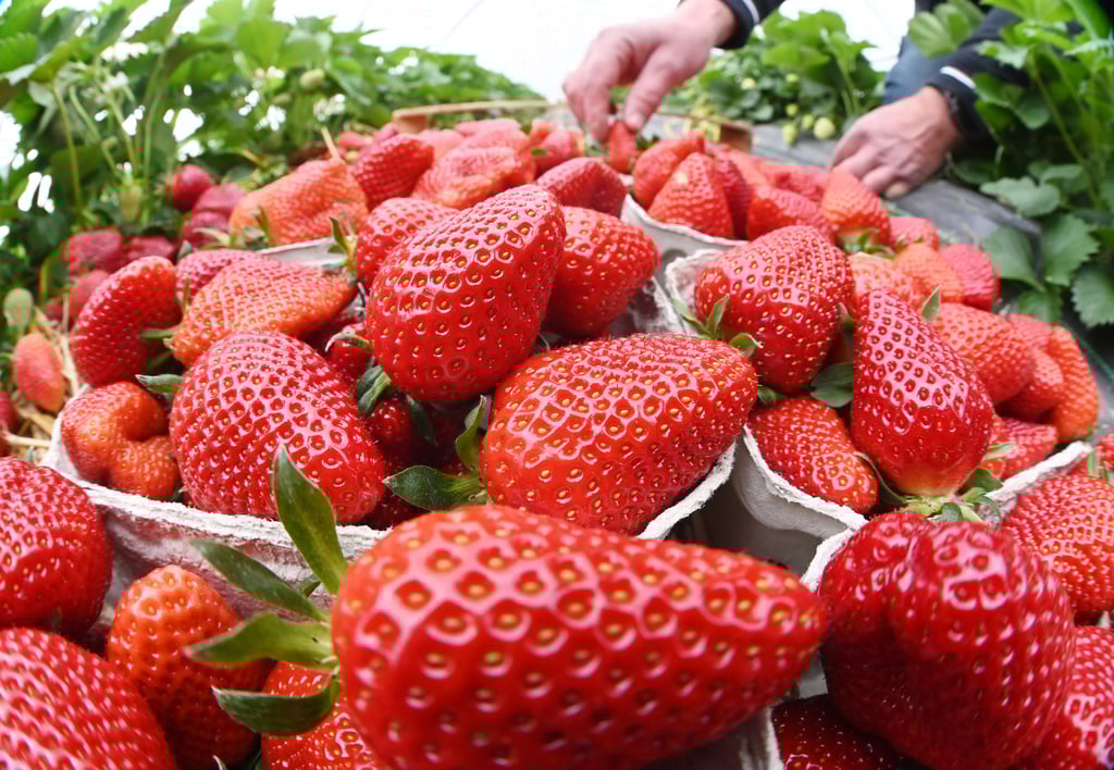 Karls Erdbeerhof mit seinen Manufakturmärkten und Fahrgeschäften ist ein Besuchermagnet - bald auch im Harz.