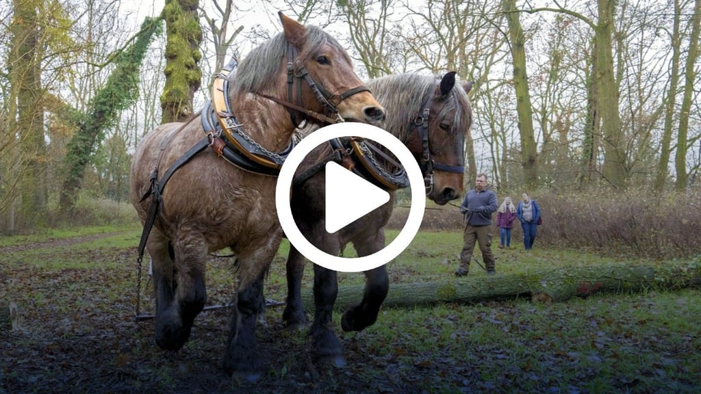 Rocco Rösch aus Zerbst führt seine beiden Kaltblutpferde Paula und Rieke im Georgengarten vor.