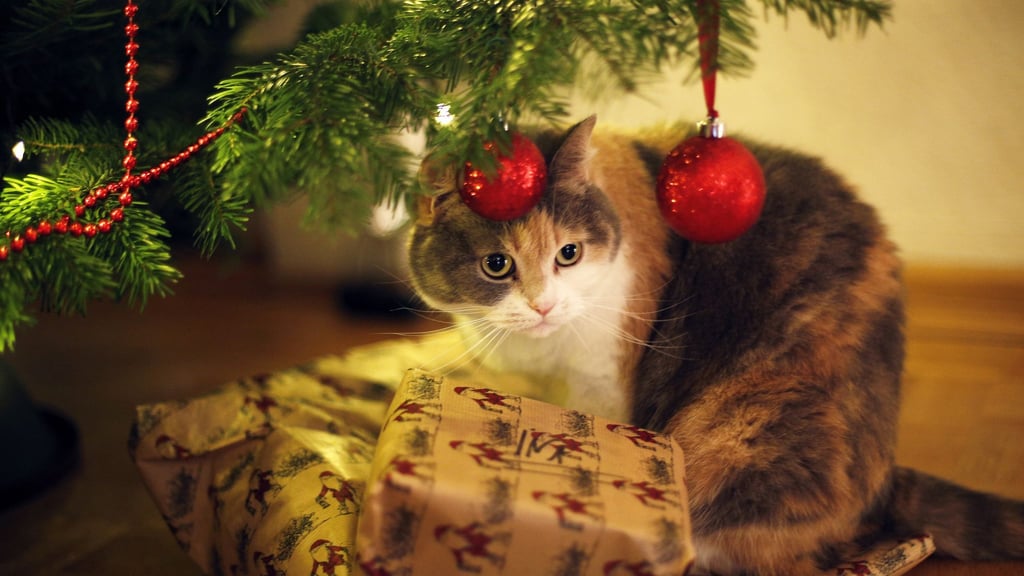 Wenn's am Weihnachtsbaum glitzert und funkelt: Katzenbesitzer sollten allerdings auf Lametta verzichten. Es kann gefährlich für Darm oder Speiseröhre werden.