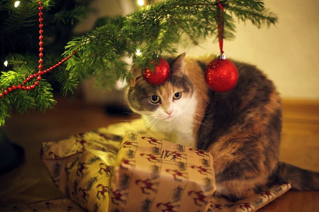 Wenn's am Weihnachtsbaum glitzert und funkelt: Katzenbesitzer sollten allerdings auf Lametta verzichten. Es kann gefährlich für Darm oder Speiseröhre werden.