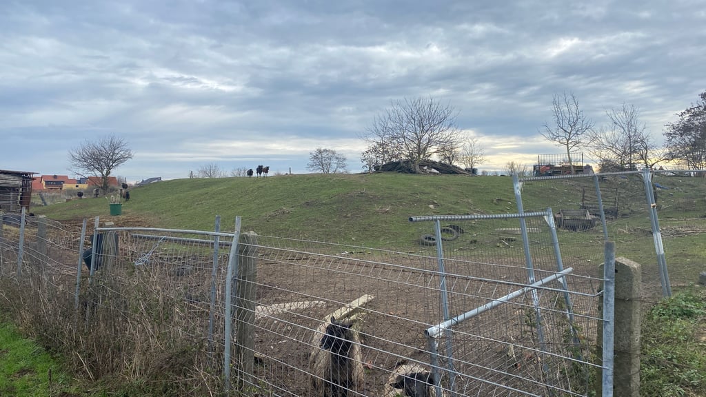 Dieses Grundstück in Alt Olvenstedt, das derzeit als Schafweide genutzt wird, sollte zwangsversteigert werden.