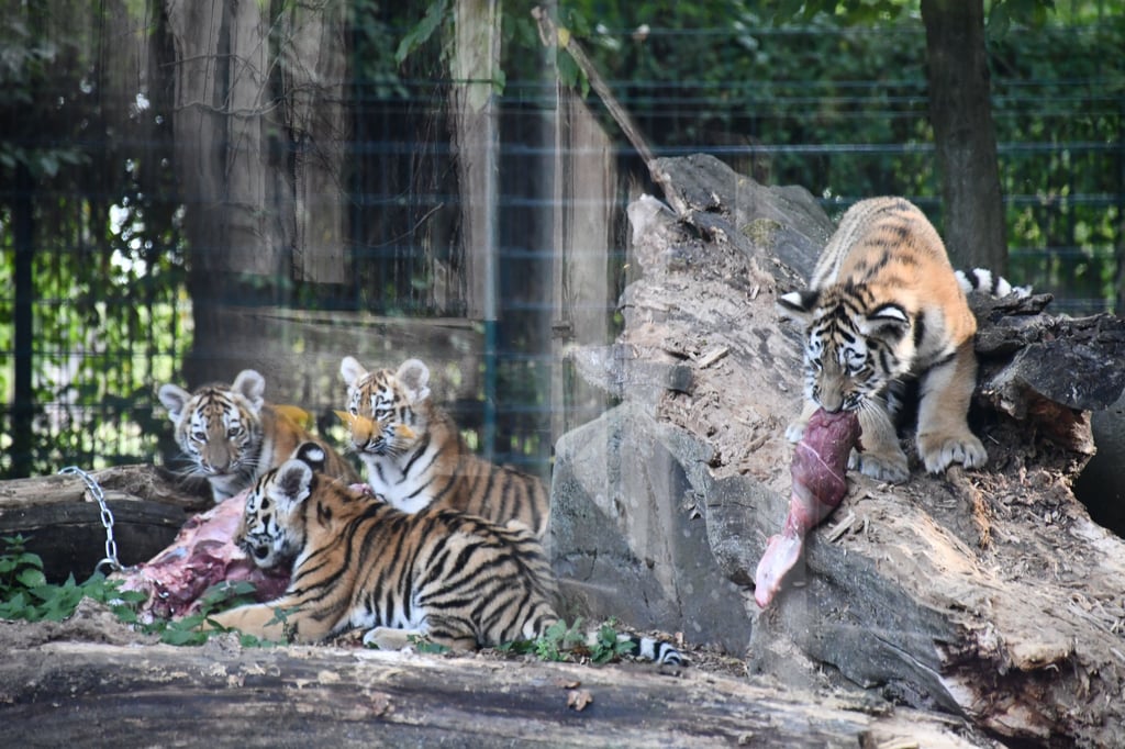 Raubtierfütterung für die jungen Tiger im Magdeburger Zoo. Die Besucherzahlen bleiben hinter den Erwartungen zurück.