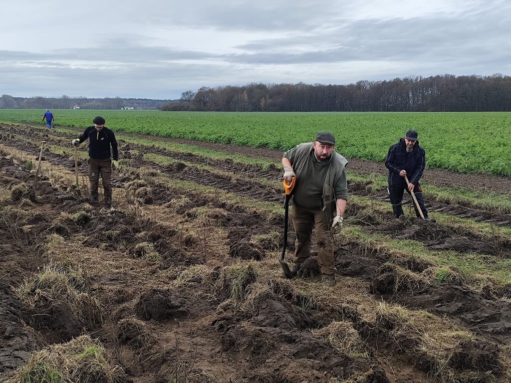 Michael und Martin Schulenburg (von links) sowie Guido Jasper bei der Pflanaktion.