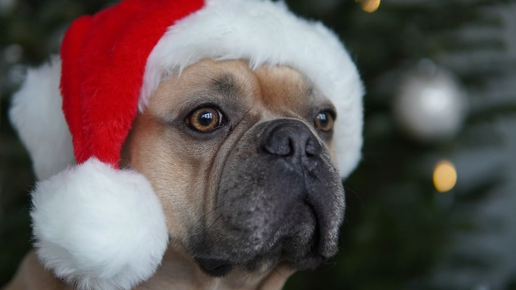 Magdeburgs erste Fellnase im Festtagsmodus und bereit für den Hunde-Weihnachtsmarkt.