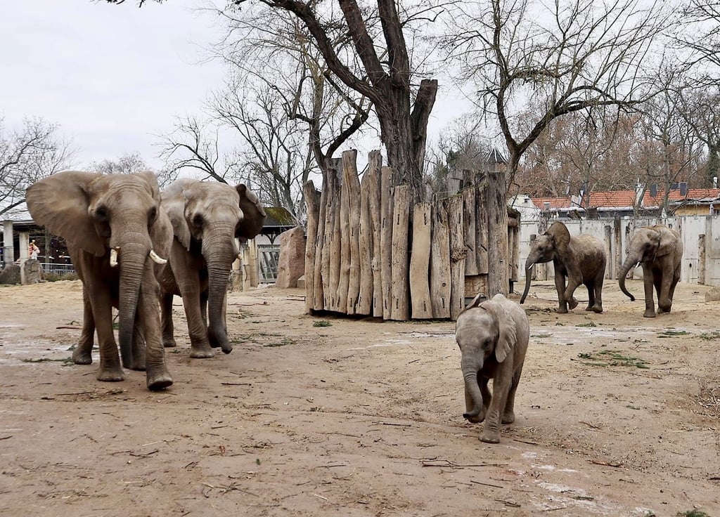 Bald für immer in Berlin: Halles Elefantenherde. Der Bergzoo grübelt indes schon über einem Abschiedsfest für die Dickhäuter.