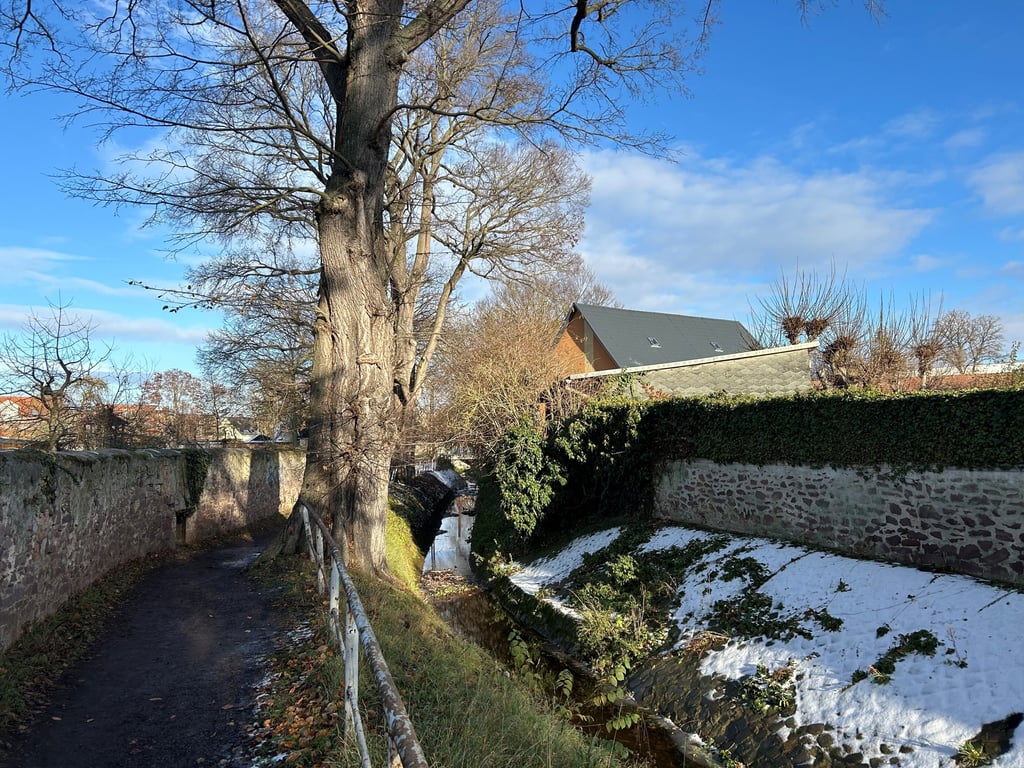 Diese und drei weitere alte Bäume in Magdeburg-Diesdorf stehen auf der Kippe. Es gibt Empfehlungen zur Fällung. 