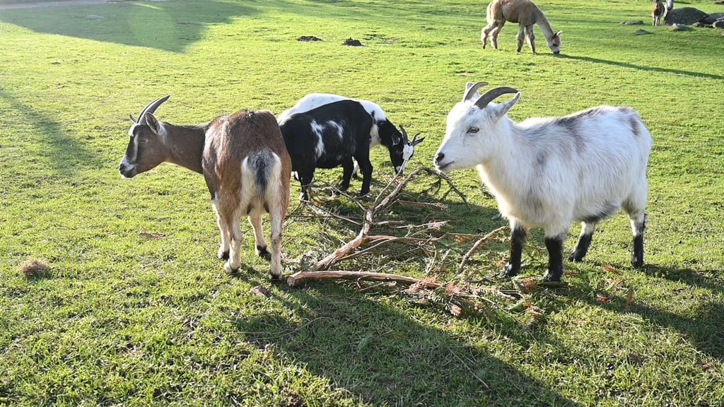 Ein eher ungewöhnlicher Fall beschäftigt am Mittwoch das Landgericht Stralsund: Der Unfall einer Frau, die nach eigener Aussage von einer Ziege in einem Streichelgehege zu Fall gebracht wurde.