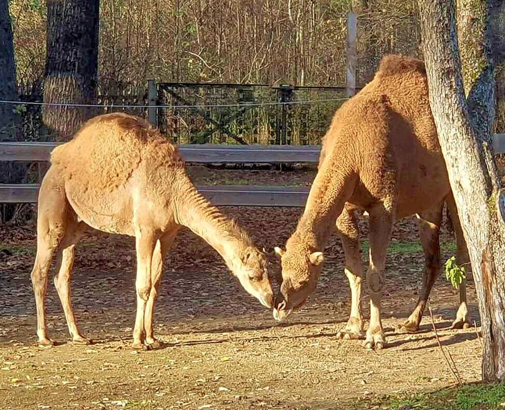 Dromedare Henry und Greta waren trotz ihres Altersunterschieds harmonische Spielgefährten.