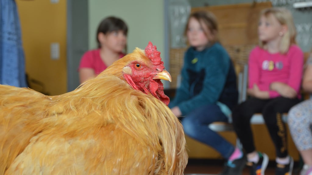 Hahn Charlie vom RGZV „Roland“ aus Haldensleben darf wieder nach draußen und die Kinder besuchen. 