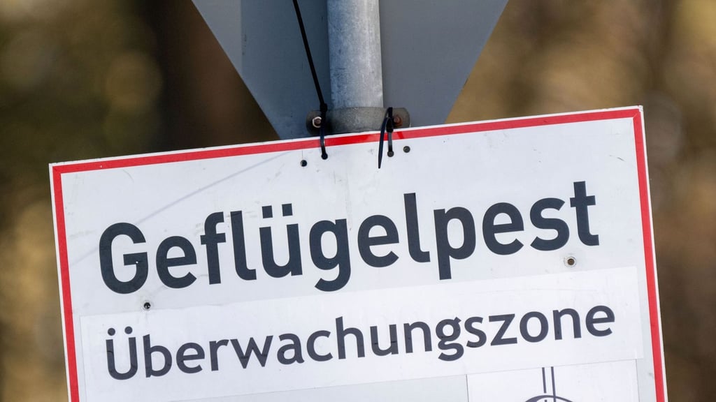 Ab hier muss alles gemeldet werden: Um die Seuche einzudämmen, gibt es in der Überwachungszone besondere Auflagen für Geflügelhalter. Auch das Fleisch und die Eier von in Ställen gehaltenem Geflügel darf hier nicht entnommen werden.