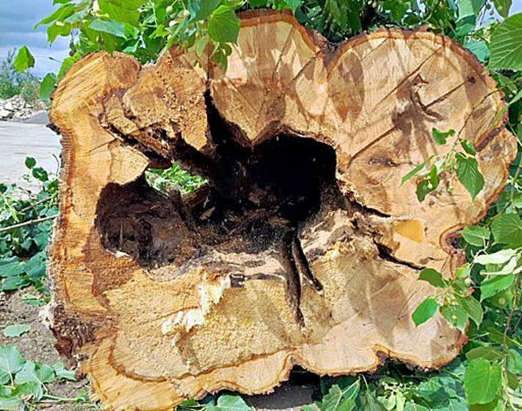 Der Zottelige Schillerporling hat sich durch den Stamm dieses Baumes gefressen.