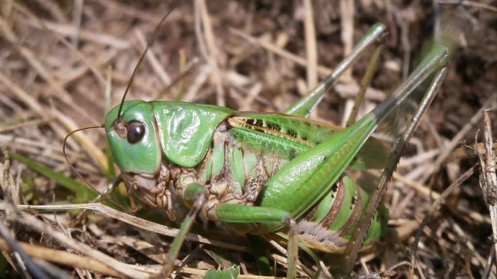Seinen Namen erhielt der Warzenbeißer aufgrund eines alten Volksglaubens. (Foto - Handout)