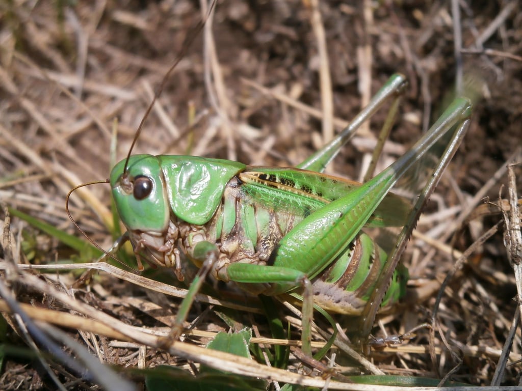 Seinen Namen erhielt der Warzenbeißer aufgrund eines alten Volksglaubens. (Foto - Handout)