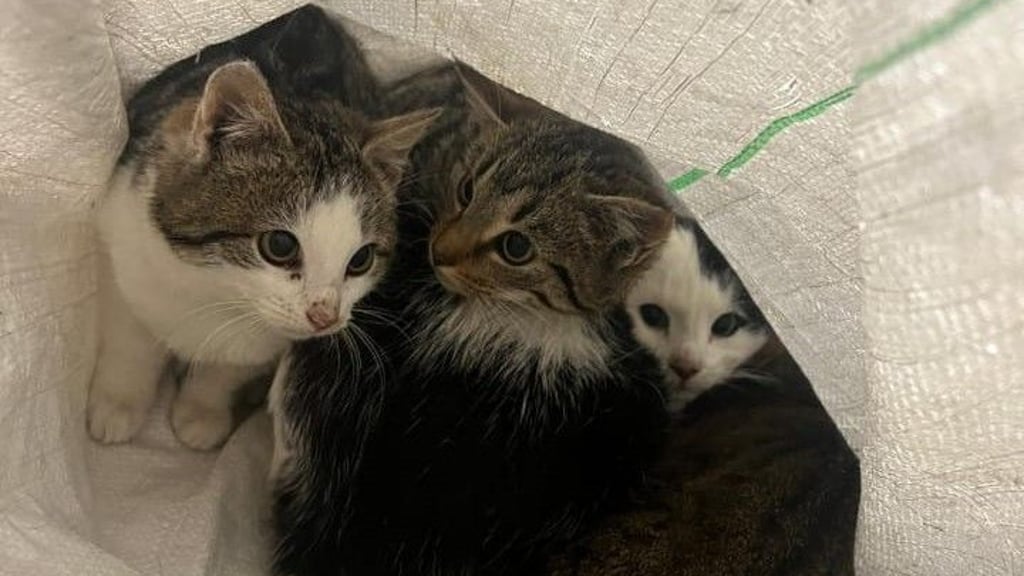 Tierdrama bei Haldensleben. Ein frühmorgendlicher Fund sorgt für Alarm im Tierheim Satuelle. Eng aneinander gedrängt im Sack: Die vier Kätzchen. Die Einrichtung bittet nun um Spenden.