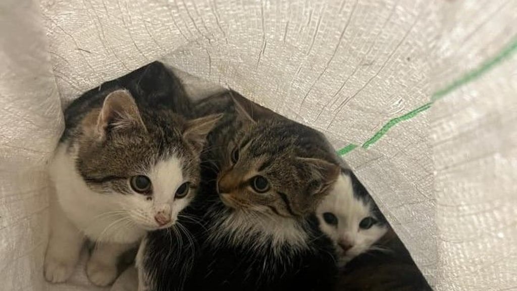 Tierdrama bei Haldensleben. Ein frühmorgendlicher Fund sorgt für Alarm im Tierheim Satuelle. Eng aneinander gedrängt im Sack: Die vier Kätzchen. Die Einrichtung bittet nun um Spenden.