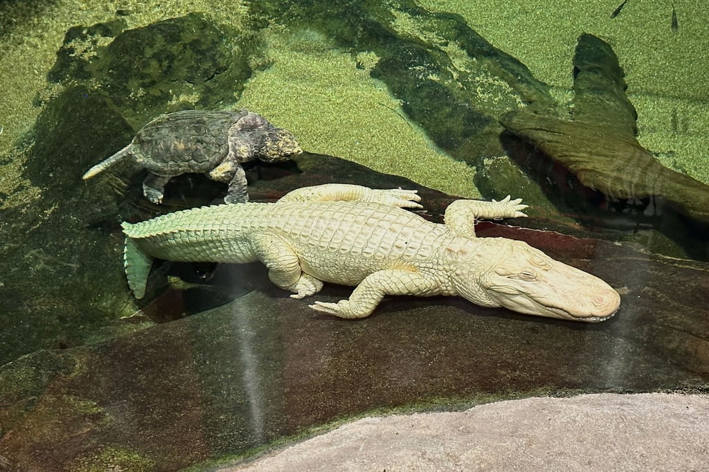 Albino-Alligator Claude lag meist regungslos auf einem beheizten Felsen oder schwamm mit Schildkröten durch sein Becken. (Archivbild)