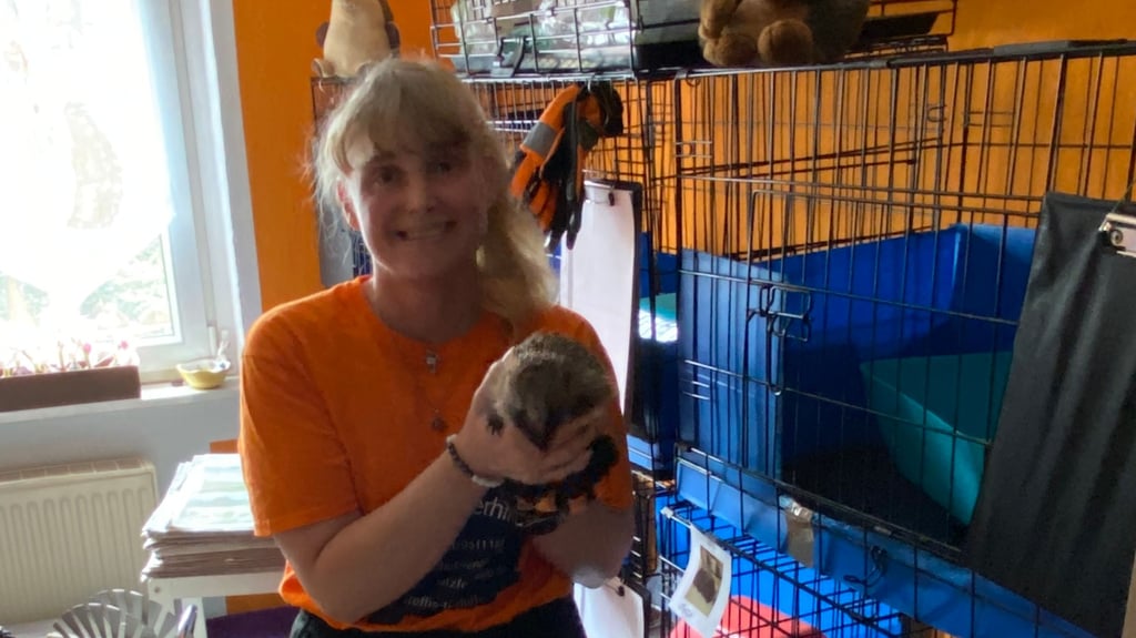 Steffis Tierhilfe Igelstation Ringelsdorf