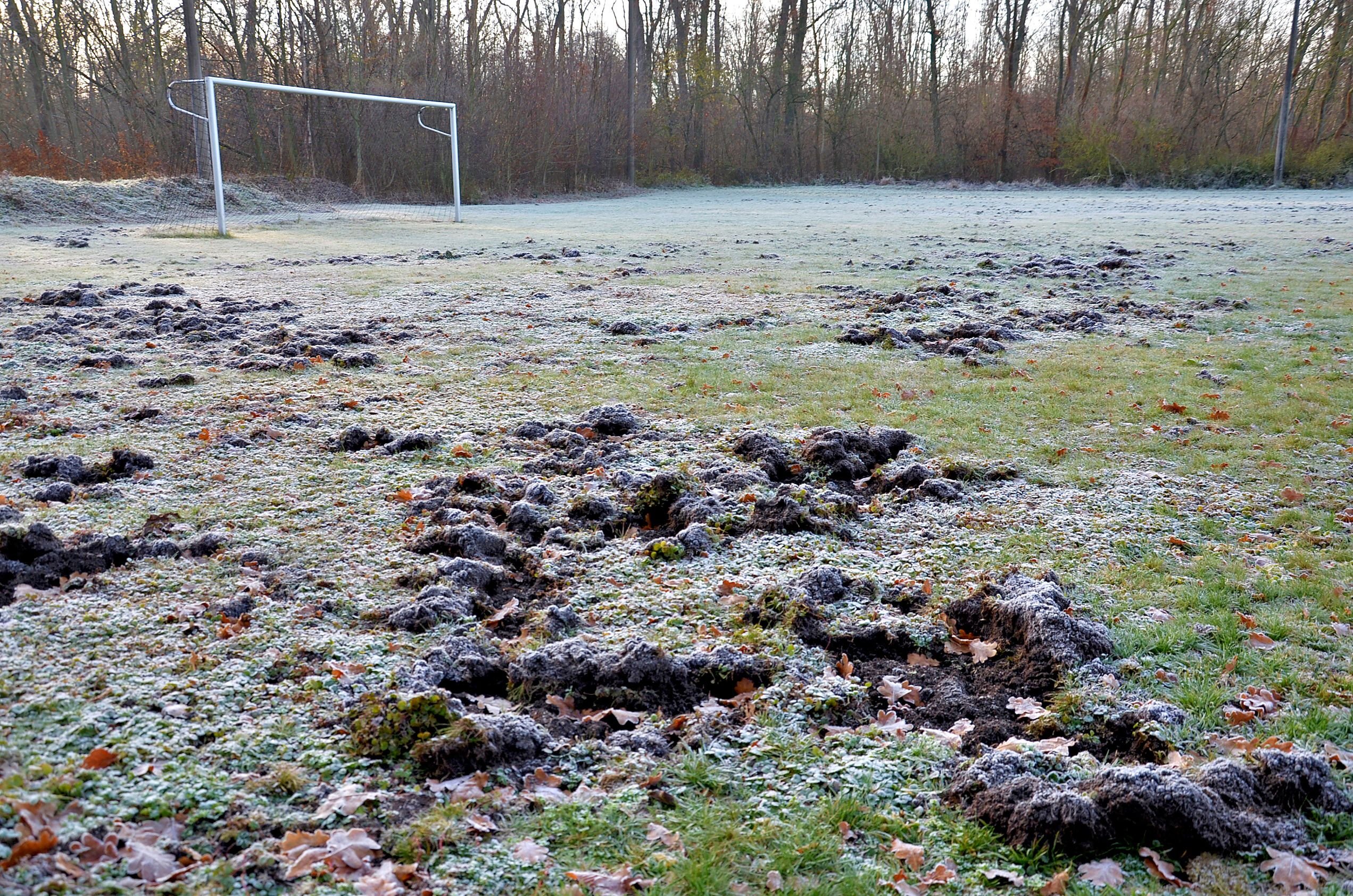Tiere, Sport und Schäden: Schwarzkittel und Krähen verwüsten Fußballplätze