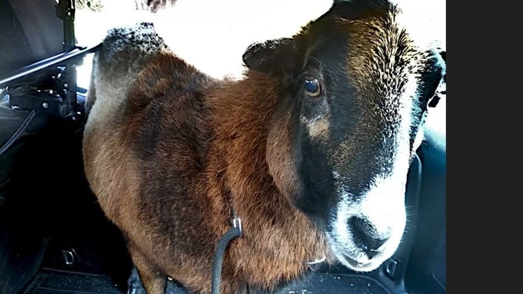 Wer kennt dieses Schaf? Feuerwehrleute konnten das flinke Tier, das auf den Straßen von Haldensleben auf der Flucht war,  nach einigen Schwierigkeiten einfangen.