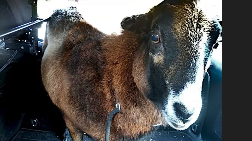 Wer kennt dieses Schaf? Feuerwehrleute konnten das flinke Tier, das auf den Straßen von Haldensleben auf der Flucht war,  nach einigen Schwierigkeiten einfangen.