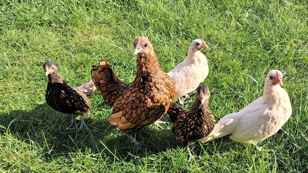 Bis 3. Dezember galt im Landkreis Anhalt-Bitterfeld eine flächendeckende Stallpflicht - wo Hühner nun wieder ins Freie dürfen.